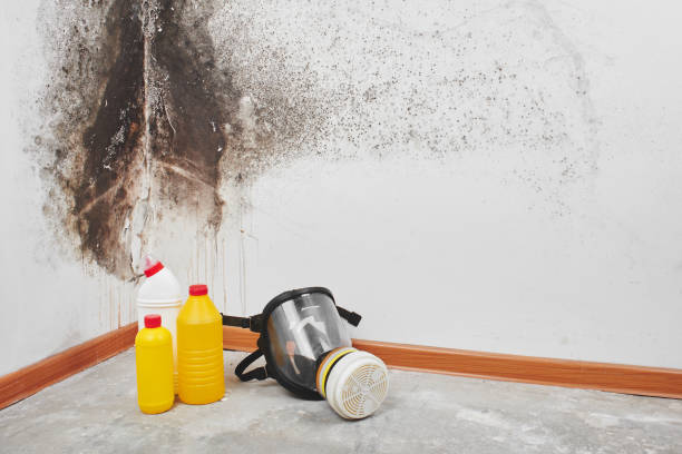 Best Local Mold Removal Service  in Hico, TX