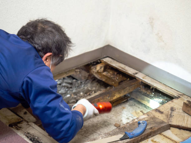 Crawl Space Mold Removal in Hico, TX