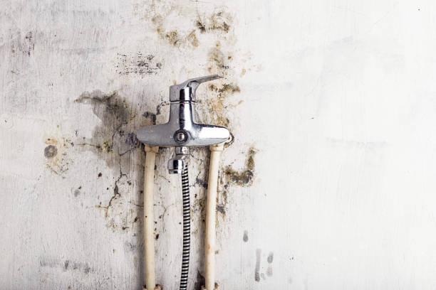 Best Mold Remediation  in Hico, TX