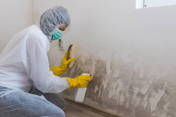 Best Professional Mold Removal  in Hico, TX