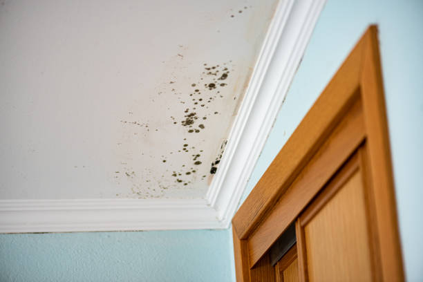 Best Attic Mold Removal  in Hico, TX