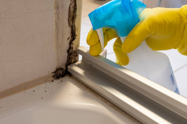 Professional Mold Removal in Hico, TX