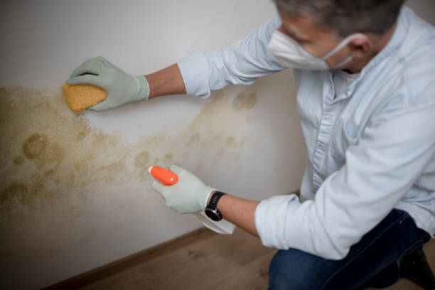 Best Professional Mold Removal  in Hico, TX