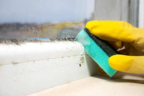 Best Affordable Mold Removal  in Hico, TX