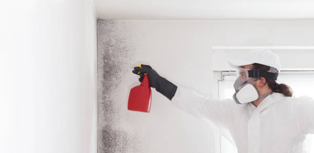 Best Black Mold Removal  in Hico, TX