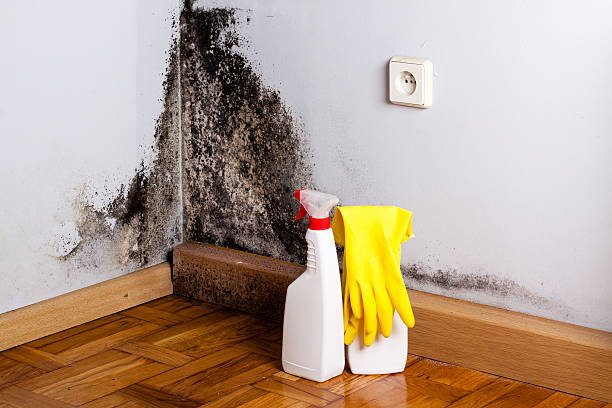 Best Office Mold Removal Services  in Hico, TX