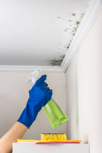 Best Home Mold Removal  in Hico, TX